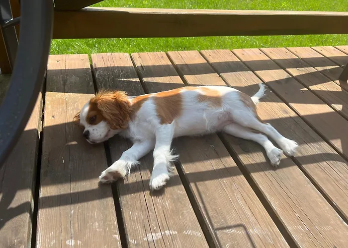 Domki Caloroczne Z Antresola Przytulisko Na Mazurach
